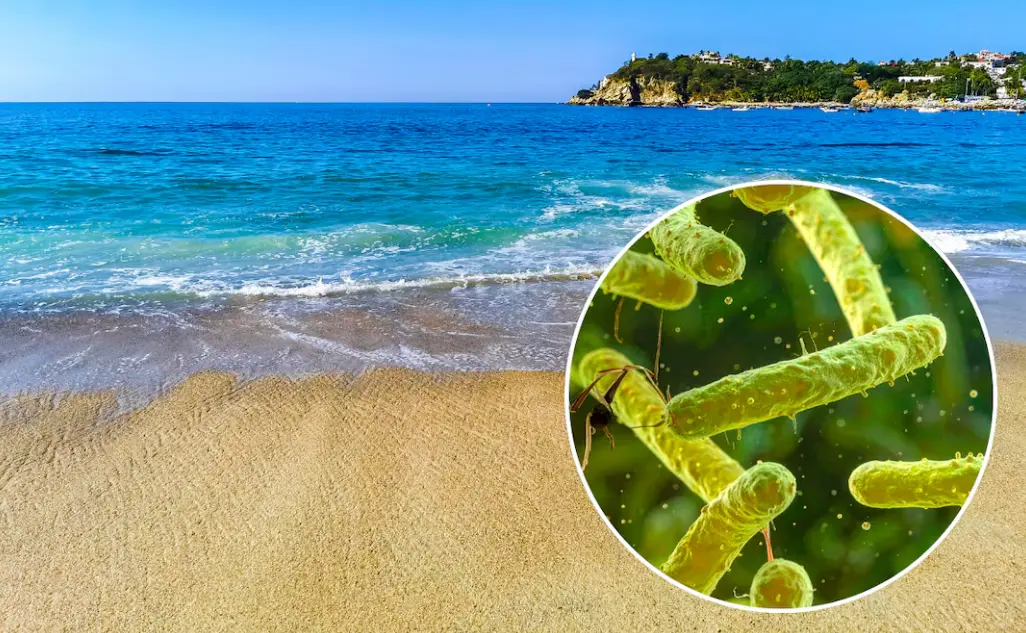 ¿Bacteria come carne está presente en México?