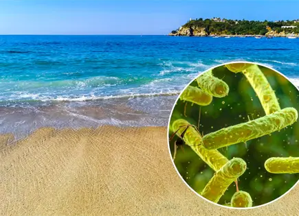&iquest;Bacteria come carne est&aacute; presente en M&eacute;xico?