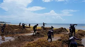 Avance del sargazo amenaza al Caribe Avance del sargazo amenaza al Caribe