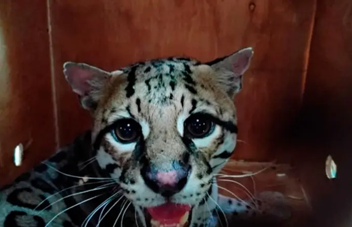 Liberan ocelote rescatado en Oaxaca