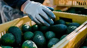 Sube 35% exportación de aguacate a Estados Unidos