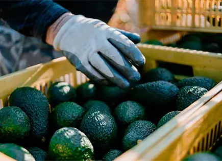 Sube 35% exportación de aguacate a Estados Unidos Sube 35% exportación de aguacate a Estados Unidos
