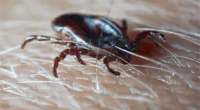 Confirman virus Bourbon, transmitida por garrapatas, en Nueva York