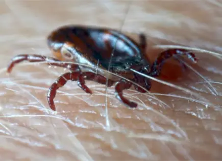 Confirman virus Bourbon, transmitida por garrapatas, en Nueva York
