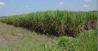 Peque&ntilde;os productores se quedaron con ca&ntilde;a