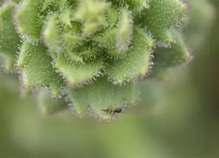 Darwin lo predijo hace 150 años: confirman nueva planta carnívora Darwin lo predijo hace 150 años: confirman nueva planta carnívora