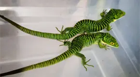 Ocultan 13 dragones mexicanos en botas para enviarlos a Hong Kong