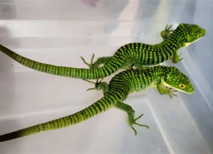 Ocultan 13 dragones mexicanos en botas para enviarlos a Hong Kong