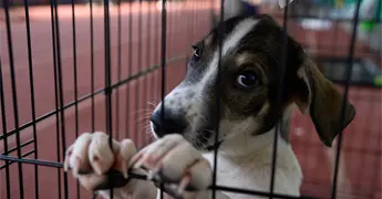 FGE y bienestar animal rescatan 13 perros en Puebla
