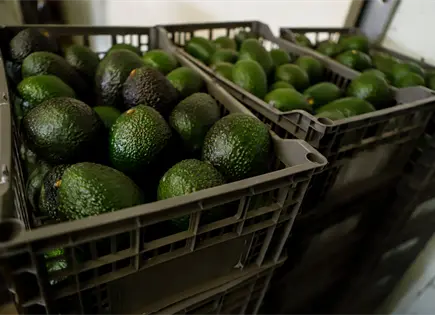 EEUU suspende verificaciones de aguacates en Michoacán por motivos de seguridad EEUU suspende verificaciones de aguacates en Michoacán por motivos de seguridad