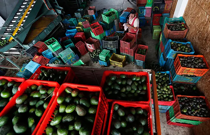 Por amenazas, EU para compra de aguacate