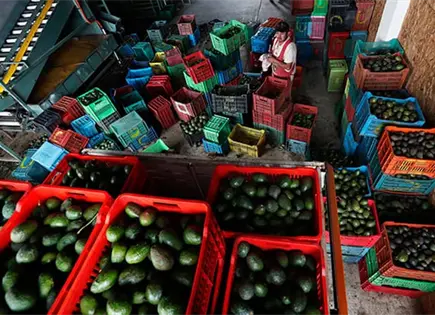 Por amenazas, EU para compra de aguacate