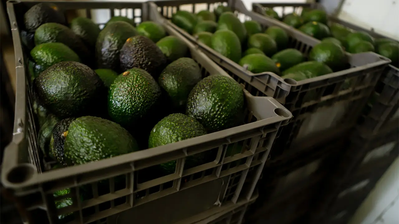 Las razones detrás de las interrupciones en la venta de aguacates mexicanos a Estados Unidos