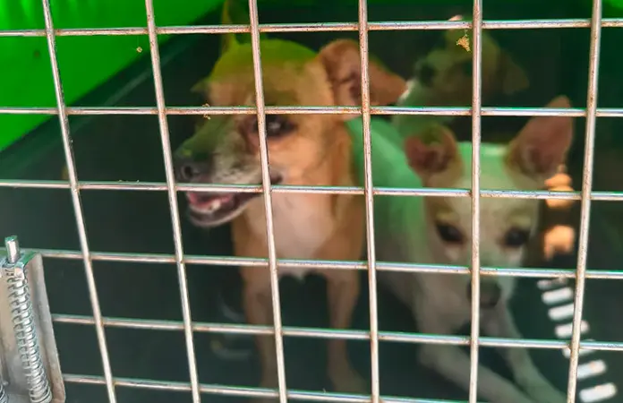 Rescatan a tres perros en presunto caso de maltrato en la colonia Arbolitos