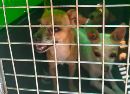 Rescatan a tres perros en presunto caso de maltrato en la colonia Arbolitos Rescatan a tres perros en presunto caso de maltrato en la colonia Arbolitos