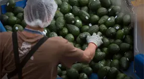 Autoriza EU exportaci&oacute;n de aguacate