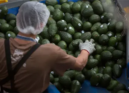 Michoacán reanuda exportación de aguacate a EU Michoacán reanuda exportación de aguacate a EU