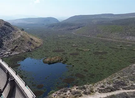 Precisan que la CEA planear&aacute; retiro de lirio en San Jos&eacute;