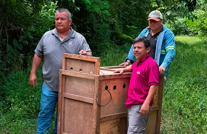 Familia de pecaríes en el sur de Valles
