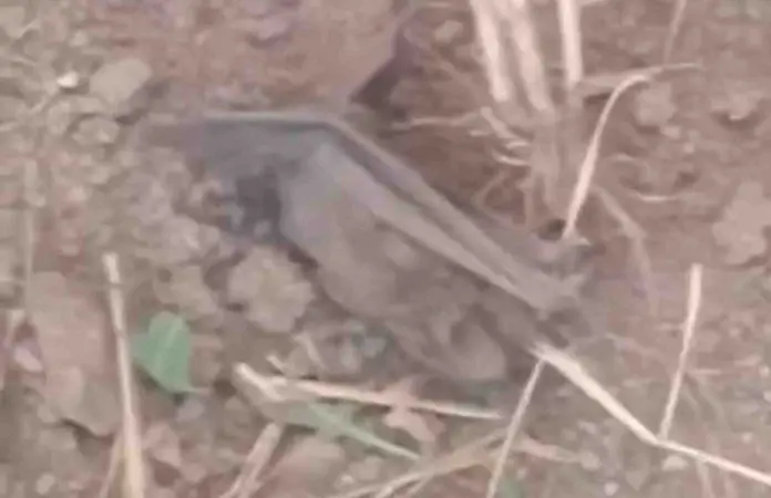 Murciélagos atemorizan a vecinos
