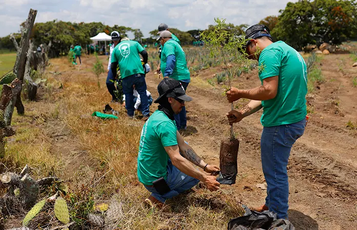 Siembra masiva de árboles en Jalisco