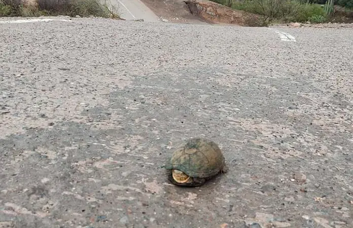 Aparecen tortugas en calles de la ciudad
