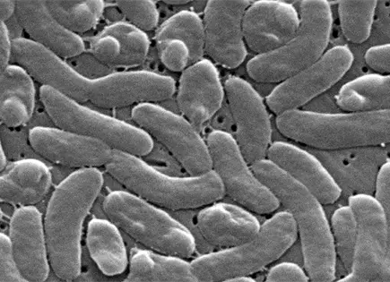 Autoridades de salud de EEUU alertan a bañistas de bacteria carnívora en aguas costeras Autoridades de salud de EEUU alertan a bañistas de bacteria carnívora en aguas costeras
