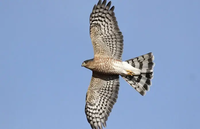 rapaces de san luis