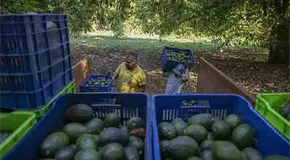 Huertas vuelven a corte de aguacate