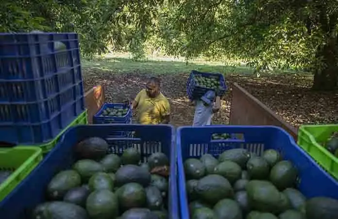 Huertas vuelven a corte de aguacate Huertas vuelven a corte de aguacate