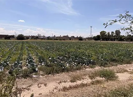 Comienza cultivo de cempasúchil en SGS Comienza cultivo de cempasúchil en SGS