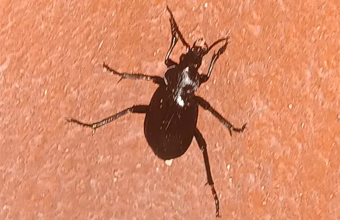Plaga de pinacates en los parques públicos