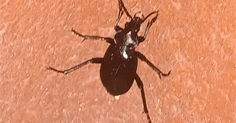 Plaga de pinacates en los parques p&uacute;blicos