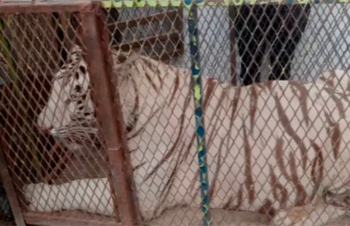 Profepa asegura tigre bengala y cocodrilo en Ciudad Juárez