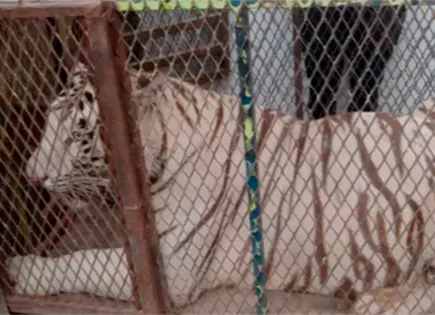 Profepa asegura tigre bengala y cocodrilo en Ciudad Juárez Profepa asegura tigre bengala y cocodrilo en Ciudad Juárez