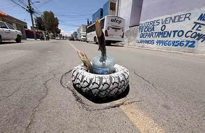 Trampa mortal, hoyote en importante crucero