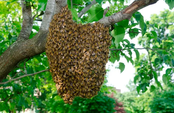 Aumentan los reportes por panales de abejas