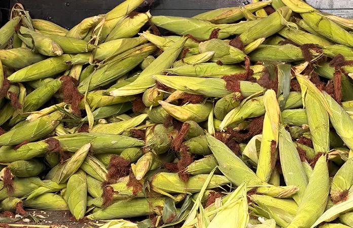 Productores comienzan la segunda siembra de elote