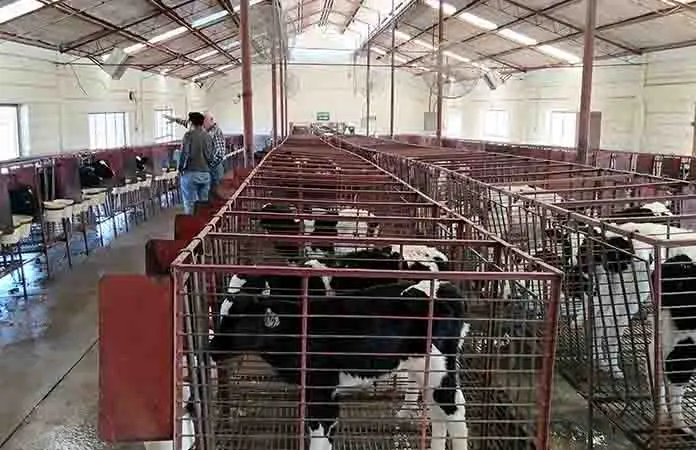 Ganaderos de Chihuahua, en incertidumbre