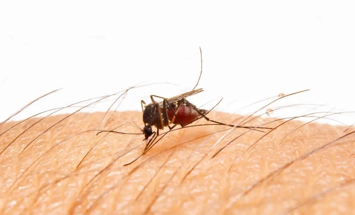 Alerta UASLP por aumento en casos de dengue por lluvias y calor