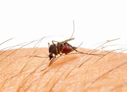 Alerta UASLP por aumento en casos de dengue por lluvias y calor Alerta UASLP por aumento en casos de dengue por lluvias y calor