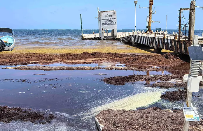 Estudian toxicidad de sargazo