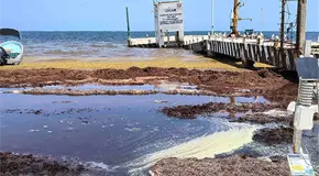 Estudian toxicidad de sargazo