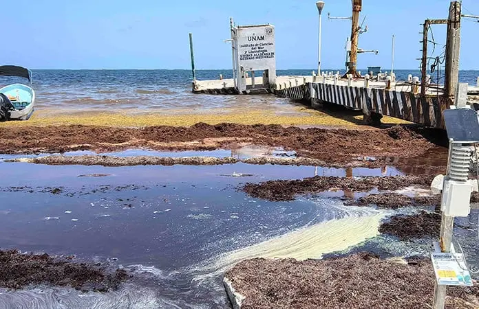 Estudian toxicidad de sargazo Estudian toxicidad de sargazo