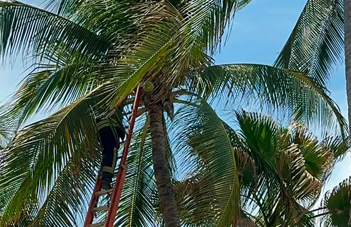 Bomberos rescatan un minino