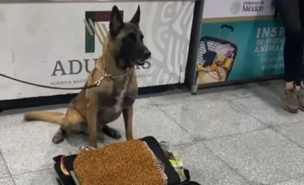 Detectan 245 kilos de metanfetamina y hoja de coca en el AICM