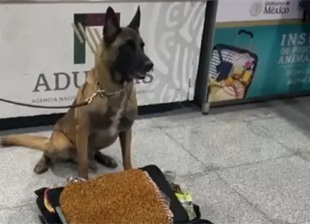 Detectan 245 kilos de metanfetamina y hoja de coca en el AICM
