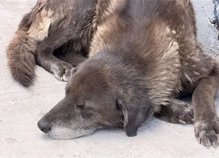 Persiste sobrepoblación de perros y gatos en situación de calle Persiste sobrepoblación de perros y gatos en situación de calle