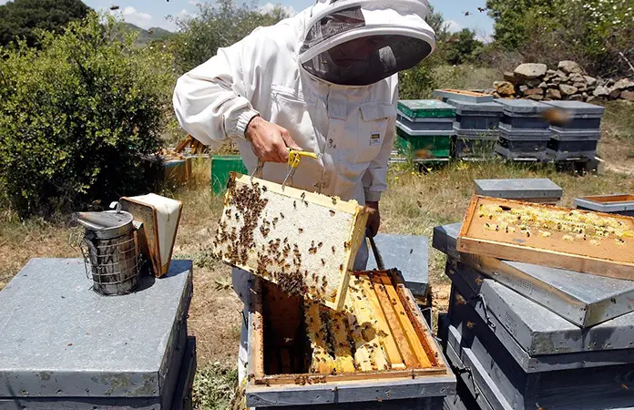 México, 9no. exportador internacional de miel