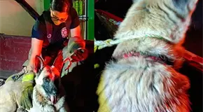 Rescata PC mascota que sufr&iacute;a maltrato